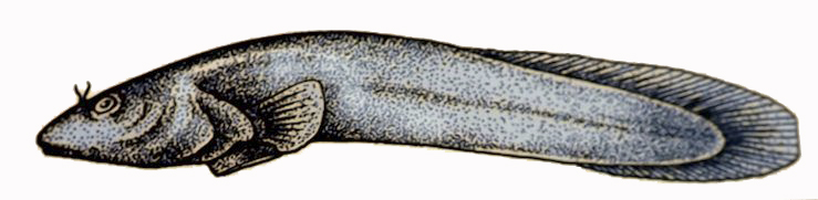 Gouania wildenowi_01.jpg